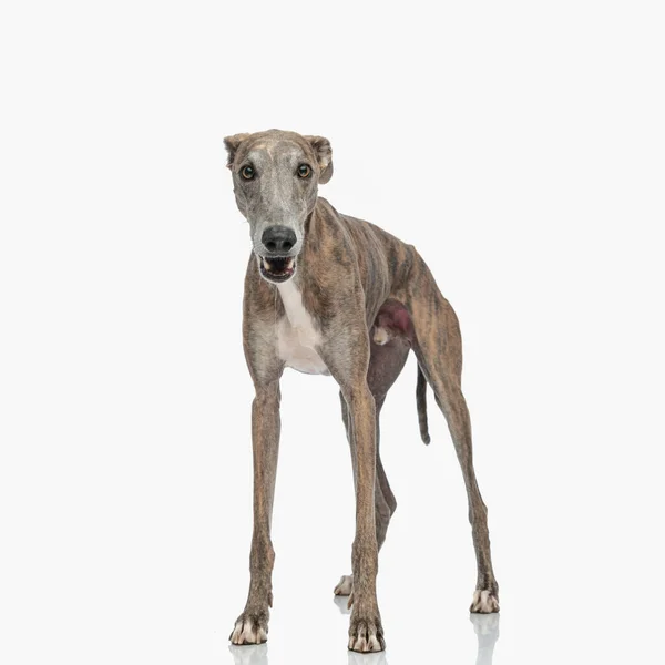 Schattig Dun Engels Greyhound Hond Opening Mond Blaffen Wordt Wacht — Stockfoto