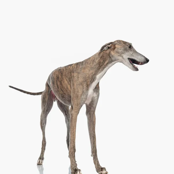 Zoete Dunne Greyhound Hond Zoek Naar Opzij Blaffen Terwijl Staan — Stockfoto