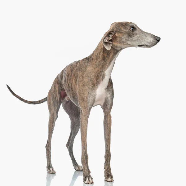 Picture Curious Greyhound Dog Looking Side Standing Front White Background — Stock Photo, Image