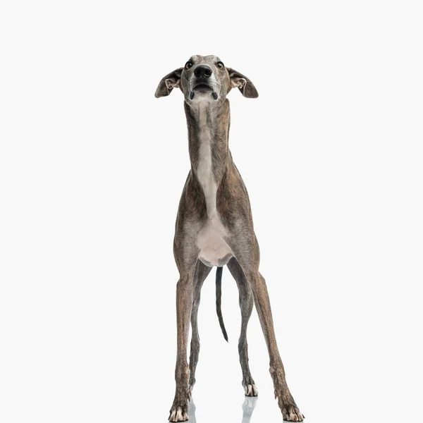 Zvědavý Anglický Honící Pes Vzhlíží Dychtivě Zatímco Stojí Před Bílým — Stock fotografie