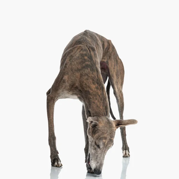 Suspicious Greyhound Dog Looking Sniffing Searching While Standing White Background — Stock Photo, Image