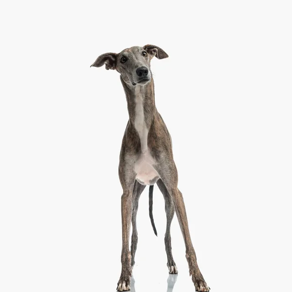 Förvånad Engelska Greyhound Valp Med Långa Ben Tittar Bort Och — Stockfoto