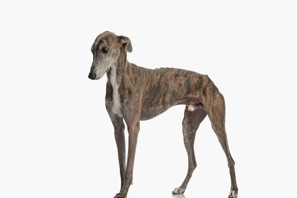 Vista Lateral Cão Greyhound Doce Olhando Para Baixo Frente Fundo — Fotografia de Stock