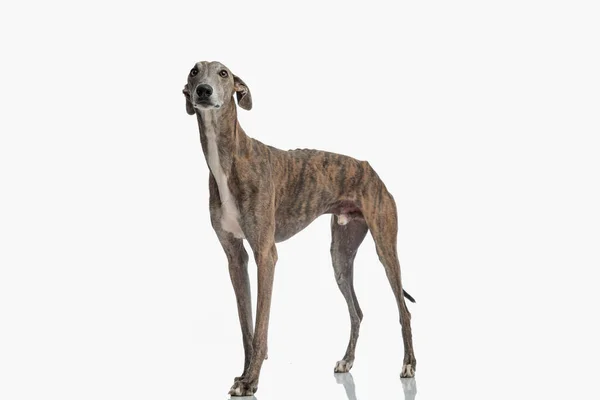 Side View Cute Greyhound Dog Skinny Legs Standing Looking Front — Stock Photo, Image