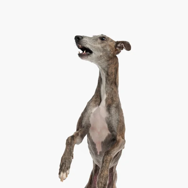 Speelse Zoete Engels Greyhound Hond Kijken Omhoog Blaffen Spelen Terwijl — Stockfoto
