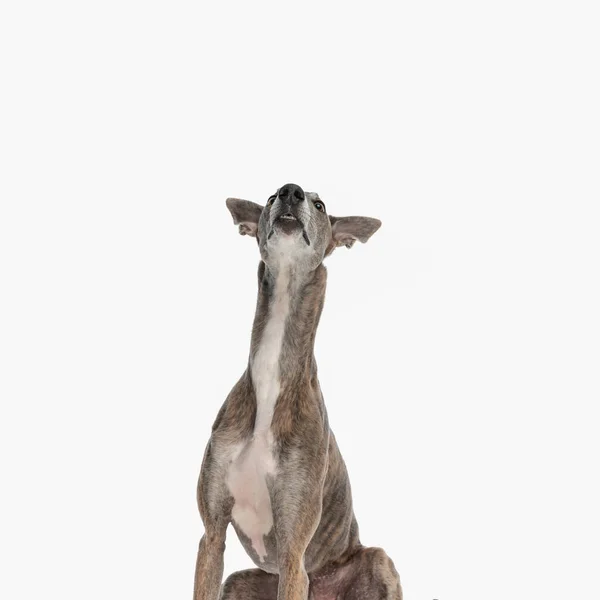 Curioso Inglês Cão Cão Sentado Olhando Para Cima Uma Forma — Fotografia de Stock