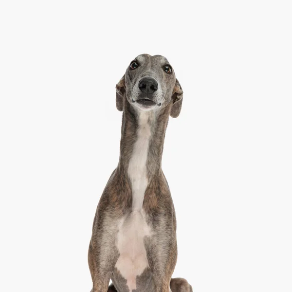 Bonito Inglês Cão Caça Sendo Bonito Olhando Para Cima Uma — Fotografia de Stock