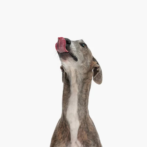Солодкий Собака Грейхаунд Язиком Вилизує Ніс Дивиться Очікування Їжі Перед — стокове фото