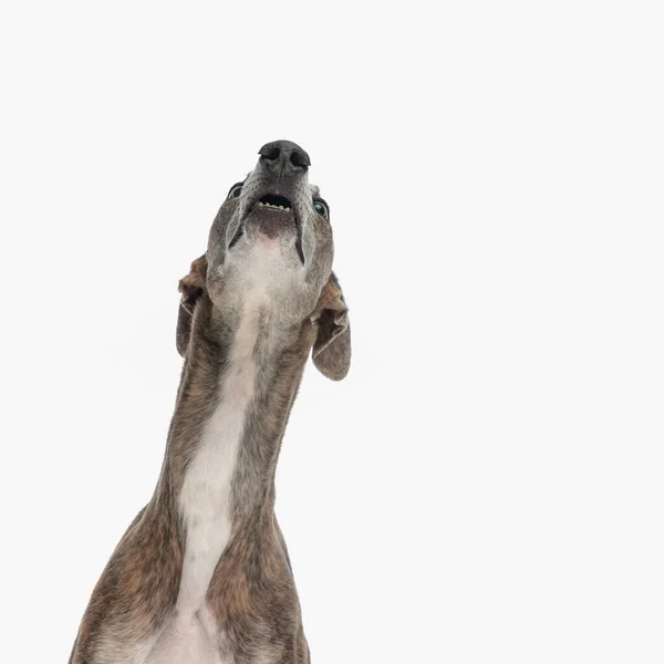 Eager English Greyhound Looking Being Curious Front White Background — Stock Photo, Image