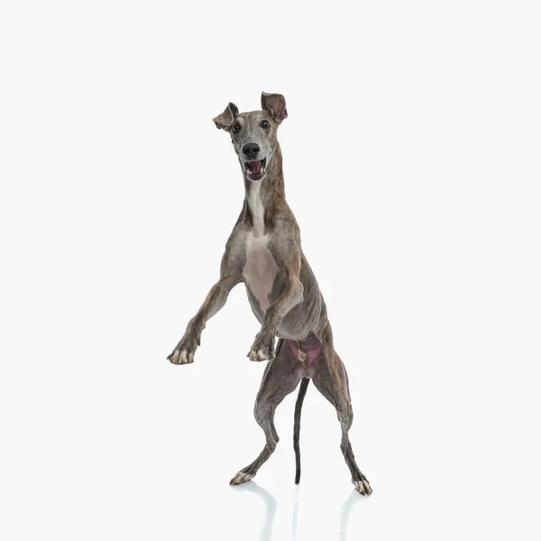 Animado Inglês Cão Com Pernas Finas Jogando Abrir Boca Atrás — Fotografia de Stock