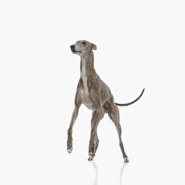 Αξιολάτρευτο Λαγωνικό Σκυλί Κοιτάζει Μακριά Και Στέκεται Στα Πίσω Πόδια — Φωτογραφία Αρχείου