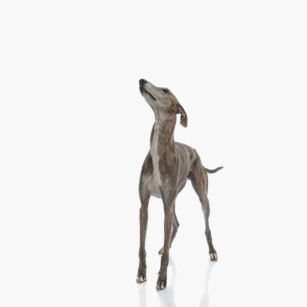 Περίεργος Αγγλικό Λαγωνικό Σκυλί Κοιτάζει Ψηλά Και Είναι Πρόθυμοι Ενώ — Φωτογραφία Αρχείου
