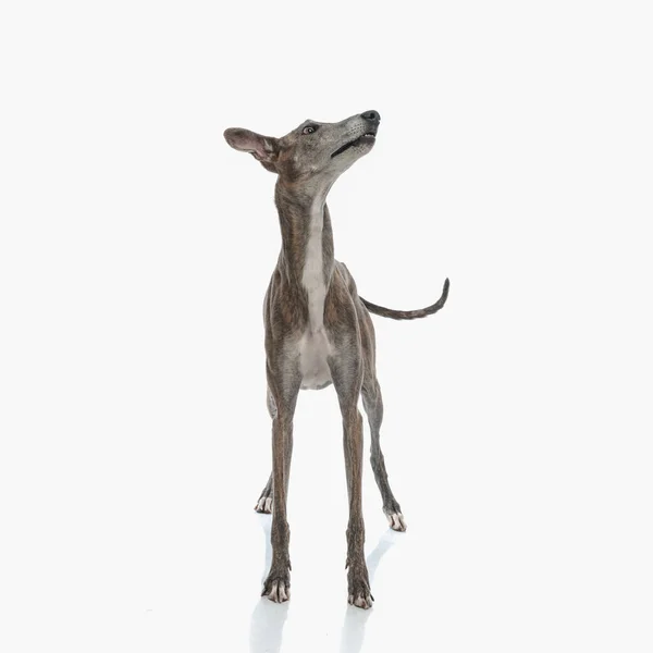 Гострий Собака Тонкими Ногами Дивлячись Вгору Збуджуючись Стоїть Перед Білим — стокове фото