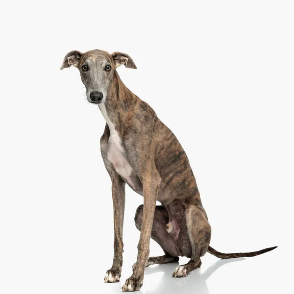 Sweet Greyhoun Dog Sitting Front White Background Studio Looking Forward Royalty Free Stock Images