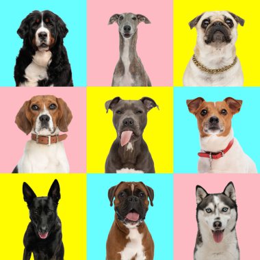 Mavi, pembe ve sarı arkaplan önünde sevimli köpeklerin fotoğraf kolajı, bazıları dillerini çıkarmış, bazıları tasma takmış.