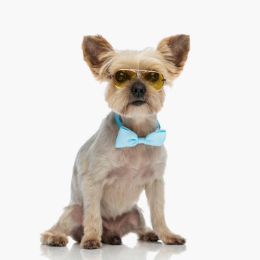 Güneş gözlüklü, mavi papyonlu zarif küçük Yorkshire teriyer köpeği beyaz arka planda oturuyor ve ileriye bakıyor.