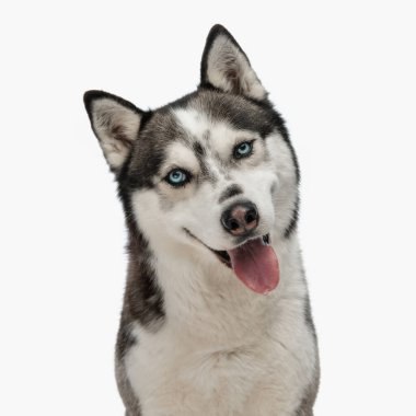 Sevimli, iri kıyım köpek ileriye bakıyor ve dilini dışarı çıkarıyor. Stüdyoda beyaz arka planda oturuyor ve poz veriyor.