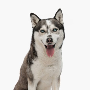 tapılası Husky oturuyor, dili dışarı çıkıyor, soluk soluğa kalıyor ve stüdyoda beyaz arka planda bekliyor.