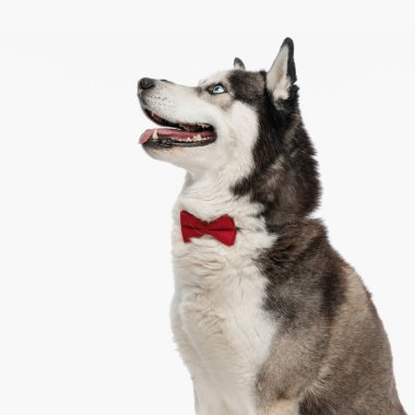 Heyecanlı kırmızı papyonlu iri bir köpek stüdyoda beyaz arka planda otururken yukarı bakıyor ve soluk soluğa kalıyor.