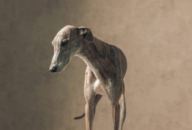 Güzel İngiliz tazı köpeği uzun bacaklı aşağı bakıyor ve bej arka planın önünde duruyor.