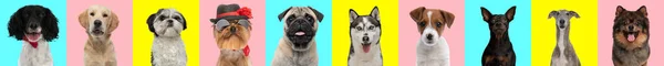 Mavi Sarı Pembe Arkaplan Önünde Sevimli Köpeklerle Fotoğraf Kolajı — Stok fotoğraf