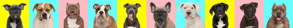 Photos Collage Different Types Dog Breed Front Blue Pink Yellow — Stock Photo, Image
