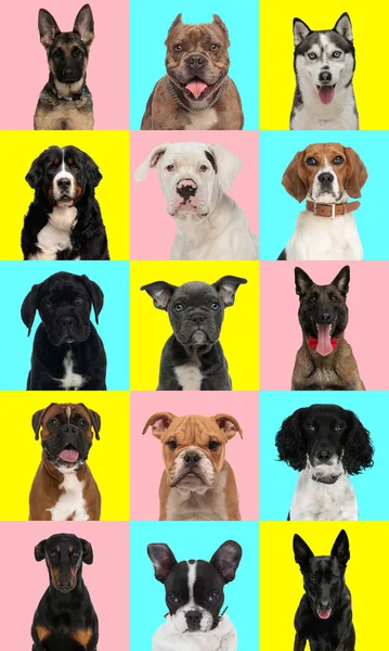 カラフルな背景の前で異なる種類の犬の品種のコラージュ — ストック写真