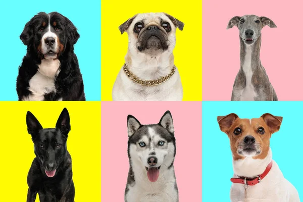 ブルー イエロー ピンクの背景に異なる種類の犬の品種の写真のかわいいコラージュ — ストック写真