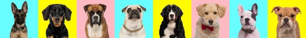 Sarı Mavi Pembe Arka Plan Önünde Tatlı Köpeklerin Kolajı Çeşitlilik — Stok fotoğraf
