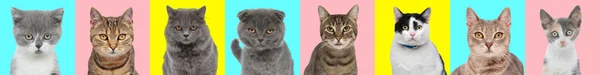 Collage Van Verschillende Soorten Kitten Voor Gele Roze Blauwe Achtergrond — Stockfoto