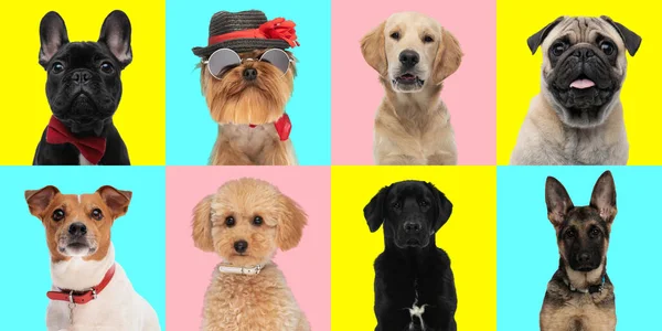 Collage Van Verschillende Soorten Honden Rassen Voorkant Van Blauwe Roze — Stockfoto