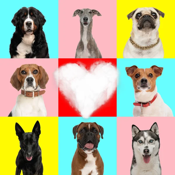 爱拼贴不同类型的狗品种 其心脏在蓝色 粉色和黄色背景的中间 — 图库照片