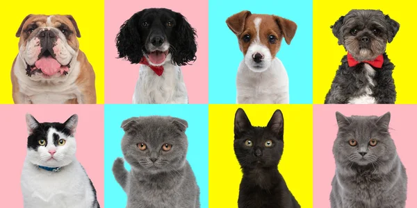 Κολάζ Διαφορετικούς Τύπους Γατών Και Σκύλων Μπροστά Από Ροζ Μπλε — Φωτογραφία Αρχείου