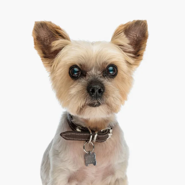 Portrait Adorable Petit Chiot Yorkshire Terrier Portant Collier Regardant Vers — Photo