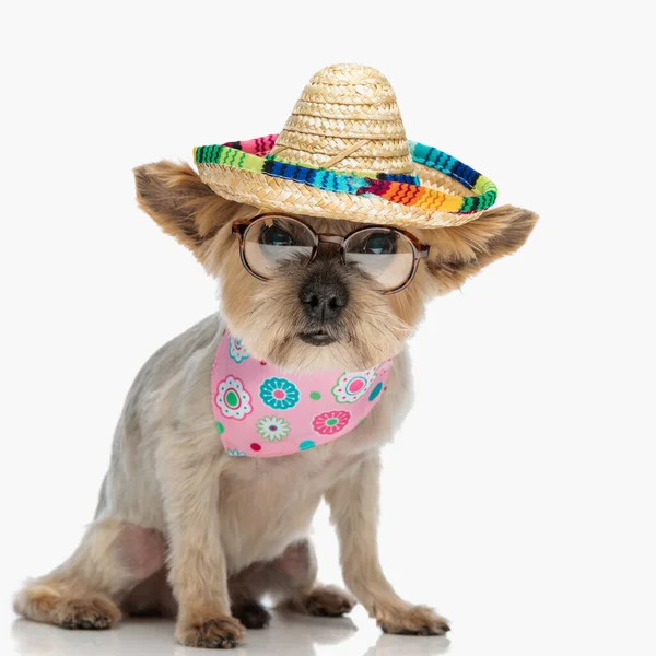 Adorável Yorkshire Terrier Cachorro Com Chapéu Mexicano Óculos Bandana Rosa — Fotografia de Stock