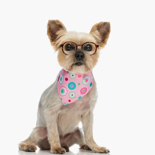 漂亮的约基小狗 带着眼镜和粉色头巾向前看 坐在工作室的白色背景前 — 图库照片