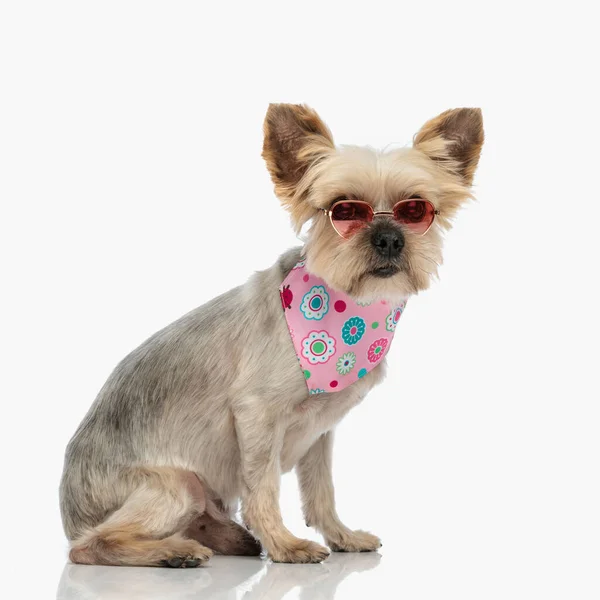 小巧可爱的约克郡小狗 头戴墨镜 脖子上缠着粉红的头巾 坐在白色的背景上 侧面看 — 图库照片