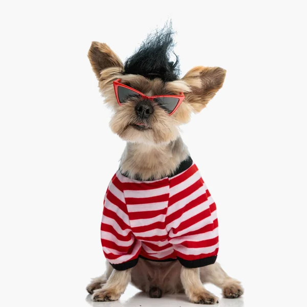 Adorable Petit Chien Terrier Yorkshire Avec Perruque Punk Lunettes Soleil — Photo