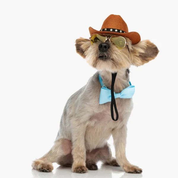 Adorável Yorkie Cão Vestindo Chapéu Cowboy Óculos Sol Gravata Olhando — Fotografia de Stock