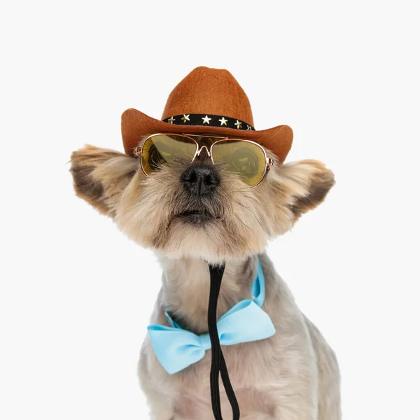 Nyfiken Liten Yorkie Hund Bär Cowboy Hatt Solglasögon Och Fluga — Stockfoto