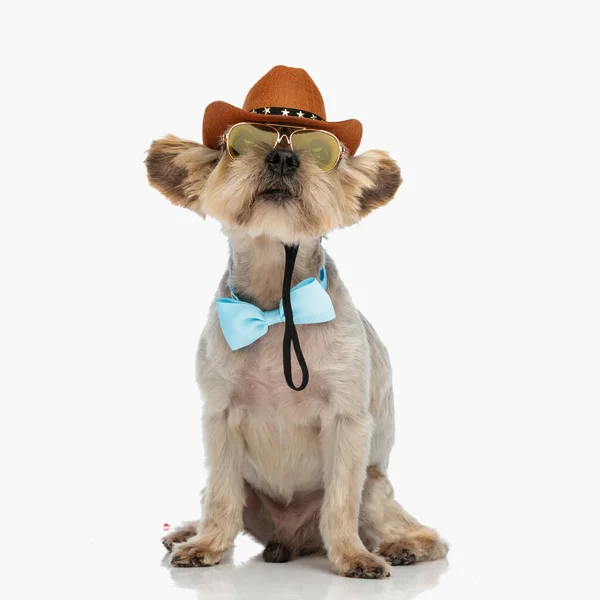 Adorable Yorkshire Terrier Dog Noszenie Muszki Okulary Przeciwsłoneczne Kowbojski Kapelusz — Zdjęcie stockowe