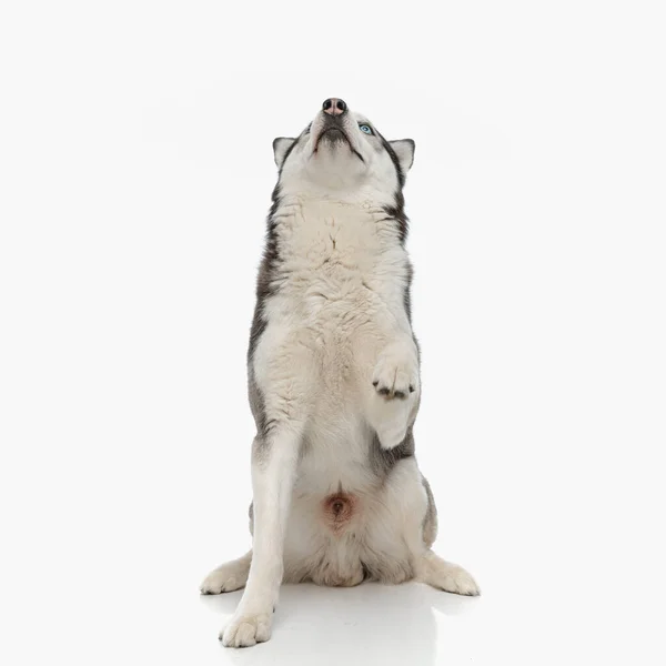 好奇心旺盛な子犬がスタジオで白い背景の前に座って見上げ — ストック写真