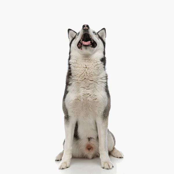 熱心なハスキー子犬アウト舌とパンピングながら見上げと座っています前に白い背景でスタジオ — ストック写真