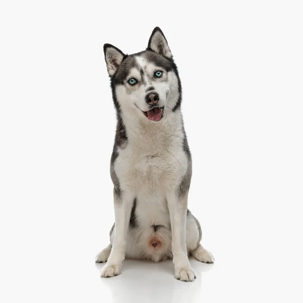Szczęśliwy Husky Pies Wystający Język Dysząc Patrząc Przodu Siedząc Przed — Zdjęcie stockowe