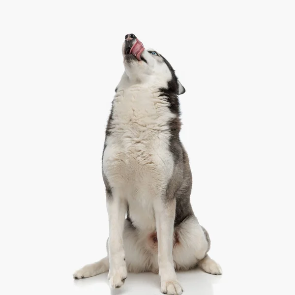 Голодная Хаски Собака Высовывает Язык Облизывает Нос Глядя Вверх Сидя — стоковое фото