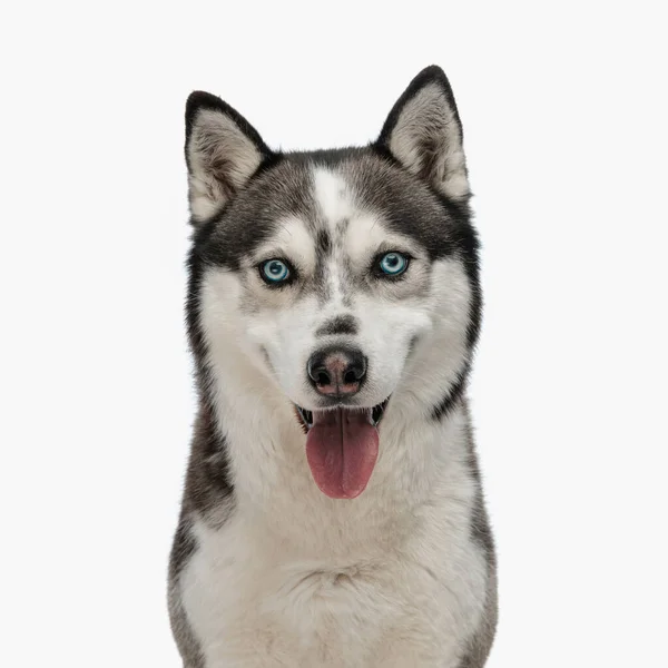 Retrato Lindo Cachorro Husky Sobresaliendo Lengua Posando Mientras Está Sentado —  Fotos de Stock