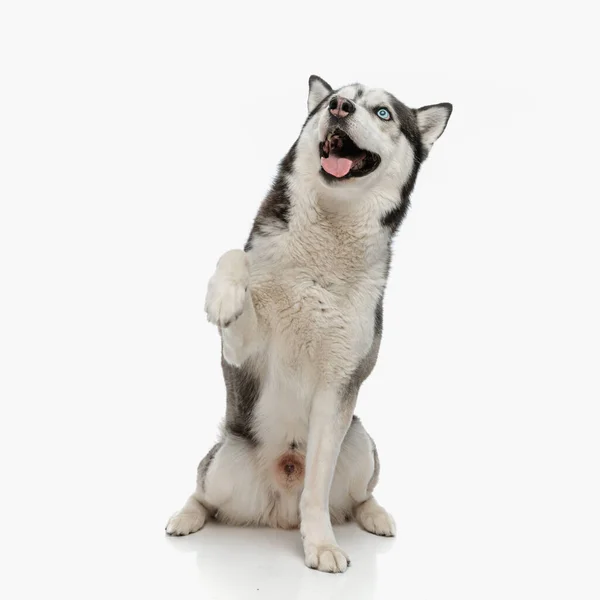 Mooie Husky Hond Steken Uit Tong Hijgen Kijken Een Nieuwsgierige — Stockfoto