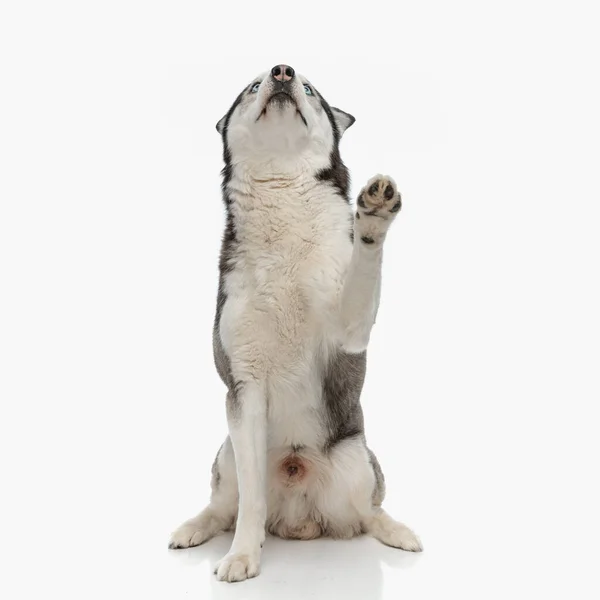 Cão Husky Curioso Olhando Para Cima Segurando Perna Enquanto Sentado — Fotografia de Stock