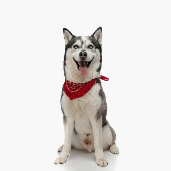Feliz Husky Vistiendo Pañuelo Rojo Alrededor Del Cuello Sobresaliendo Lengua —  Fotos de Stock