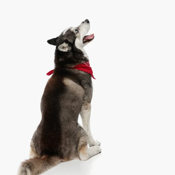 Zpět Pohled Rozkošný Husky Červeným Šátkem Funění Vyčnívat Jazyk Při — Stock fotografie